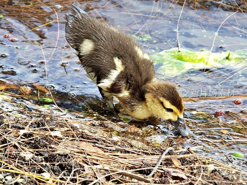 番鸭(Cairina moschata) -在佛罗里达湖觅食的小鸭子-轮廓